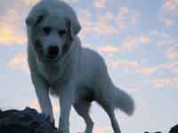 italian abruzzese sheepdog